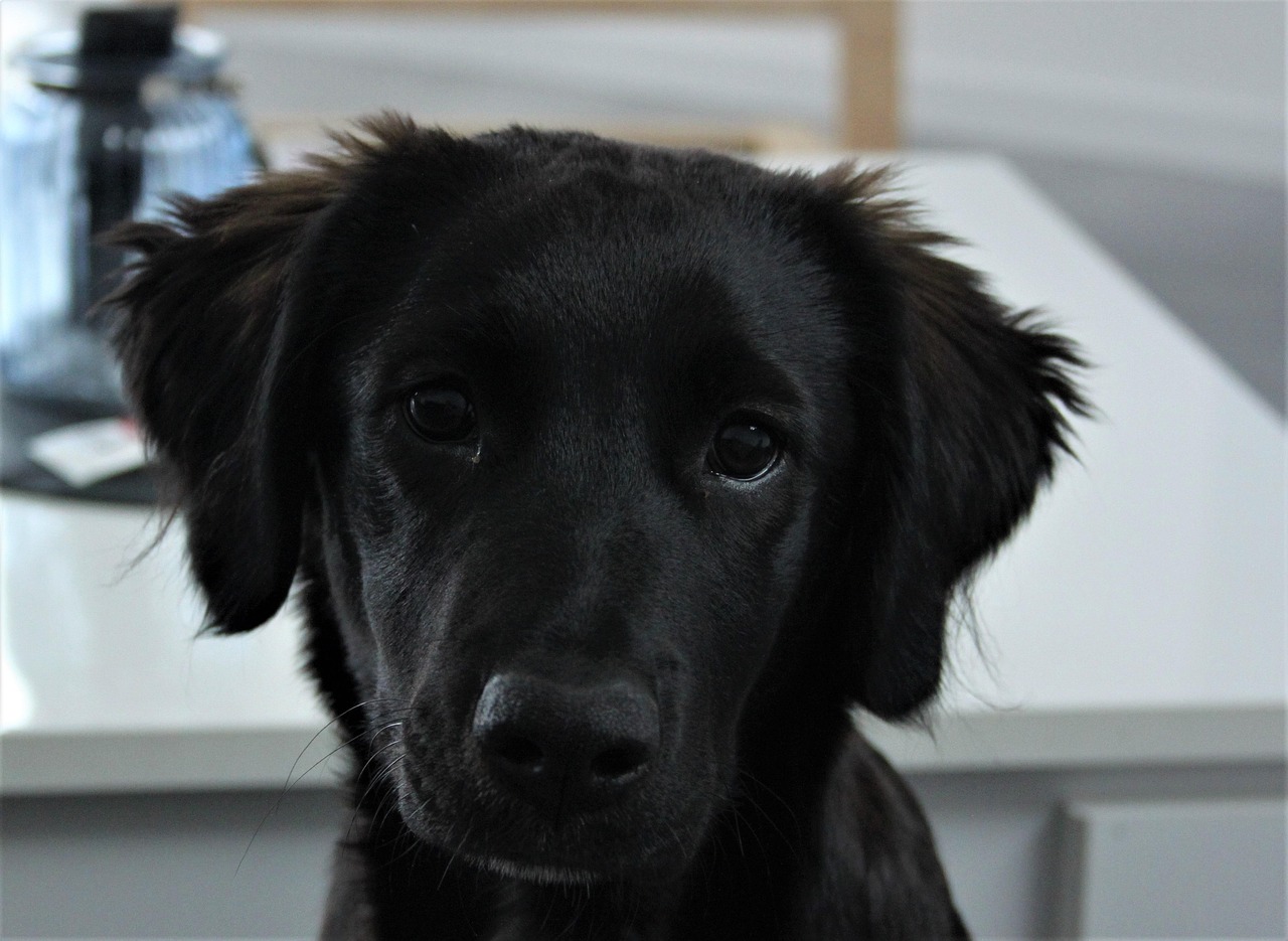 Trouvez votre gites animaux compagnie admis