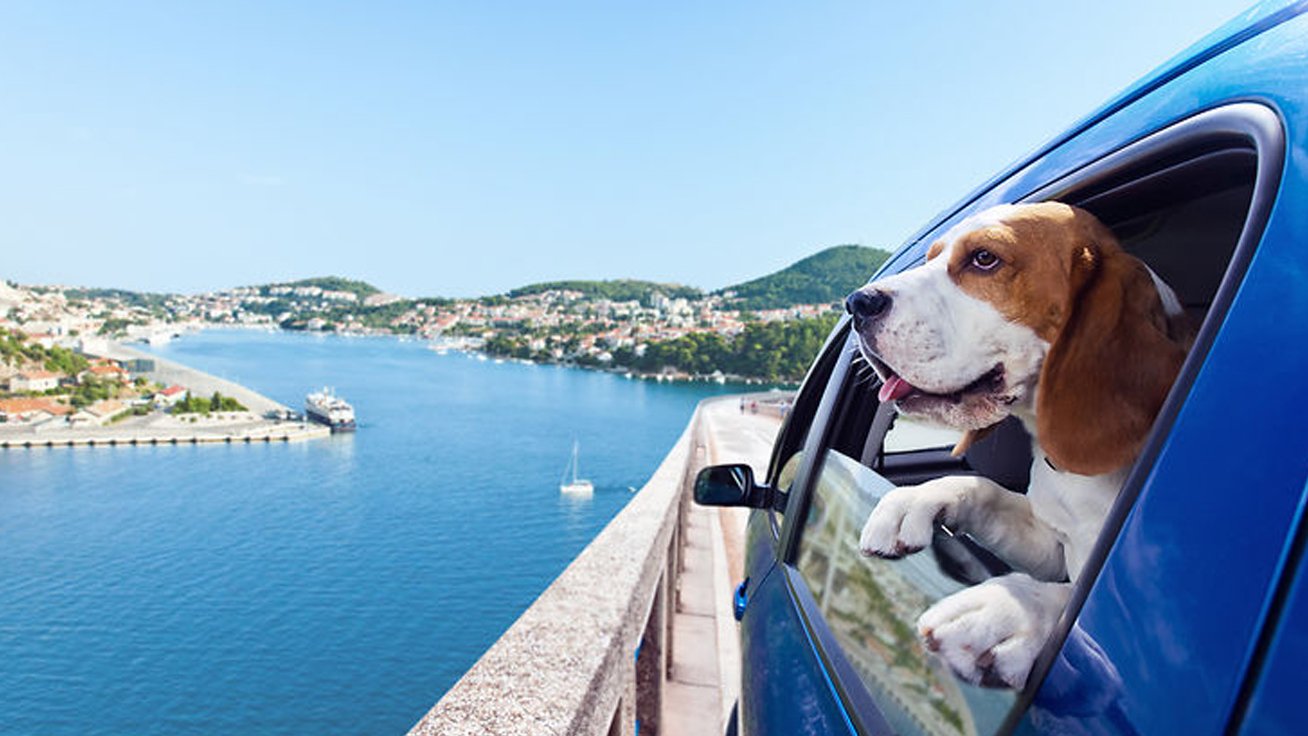 Partez en Vacances avec Animaux : Le Plaisir de Partager ses Vacances avec son Chien et son Chat