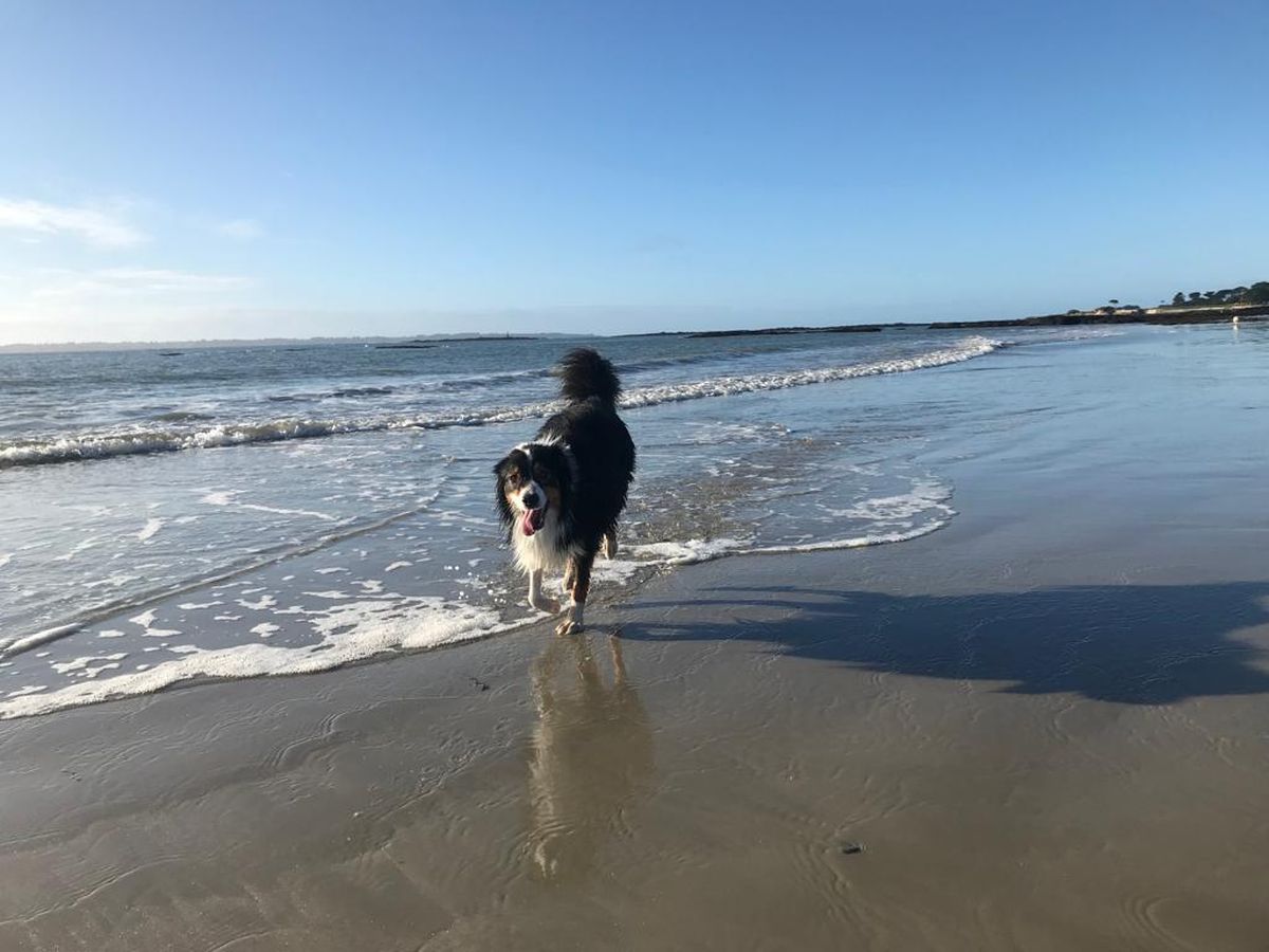 Le Guide Ultime des Plages Canines dans le Var