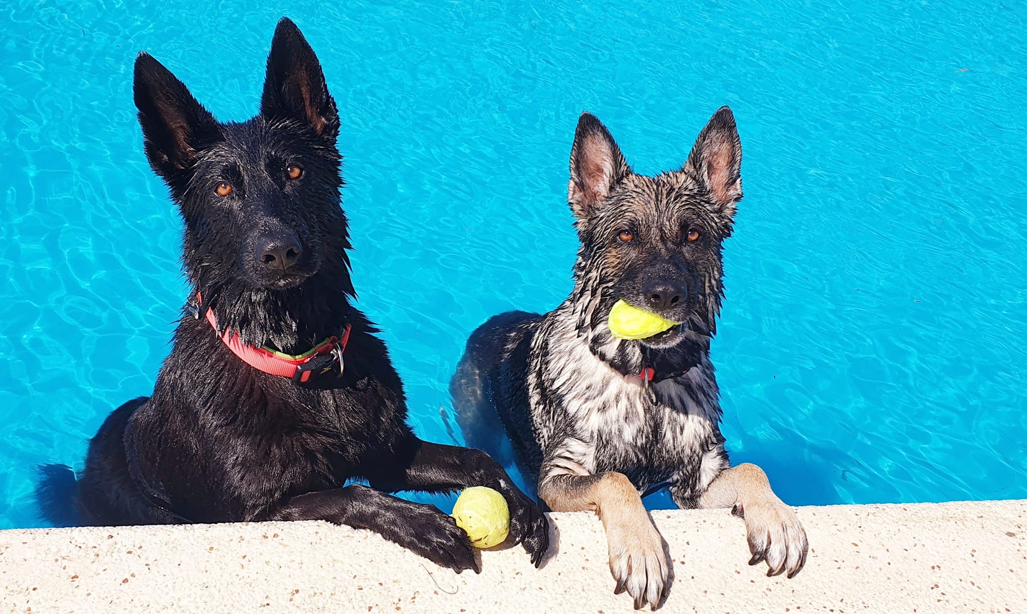 LE PLUS GRAND CENTRE DE LOISIRS POUR VOTRE CHIEN A ONDARA  EN ESPAGNE
