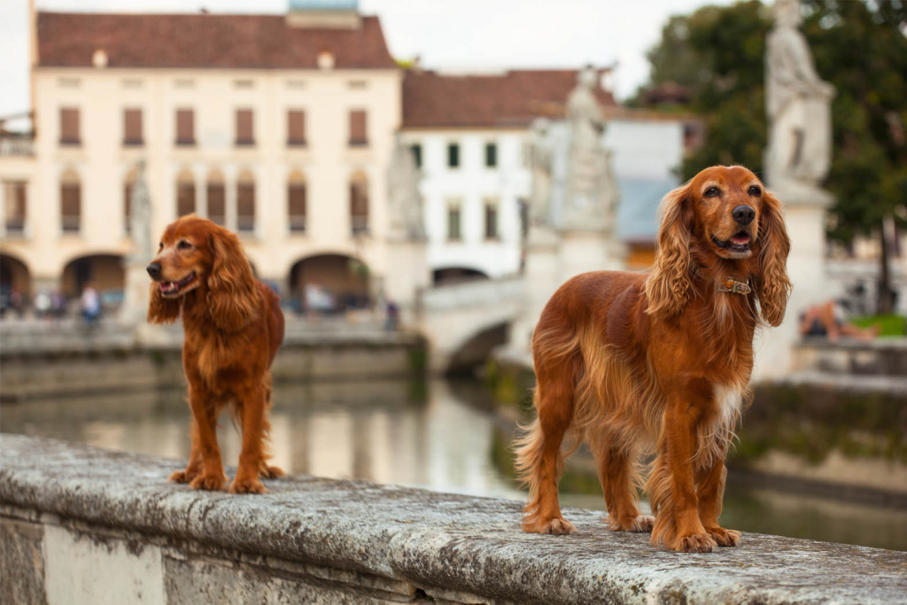 Que faire à Montpellier avec son chien ?