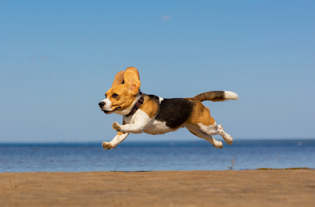 Quelles activités faire avec son chien à Bordeaux ?