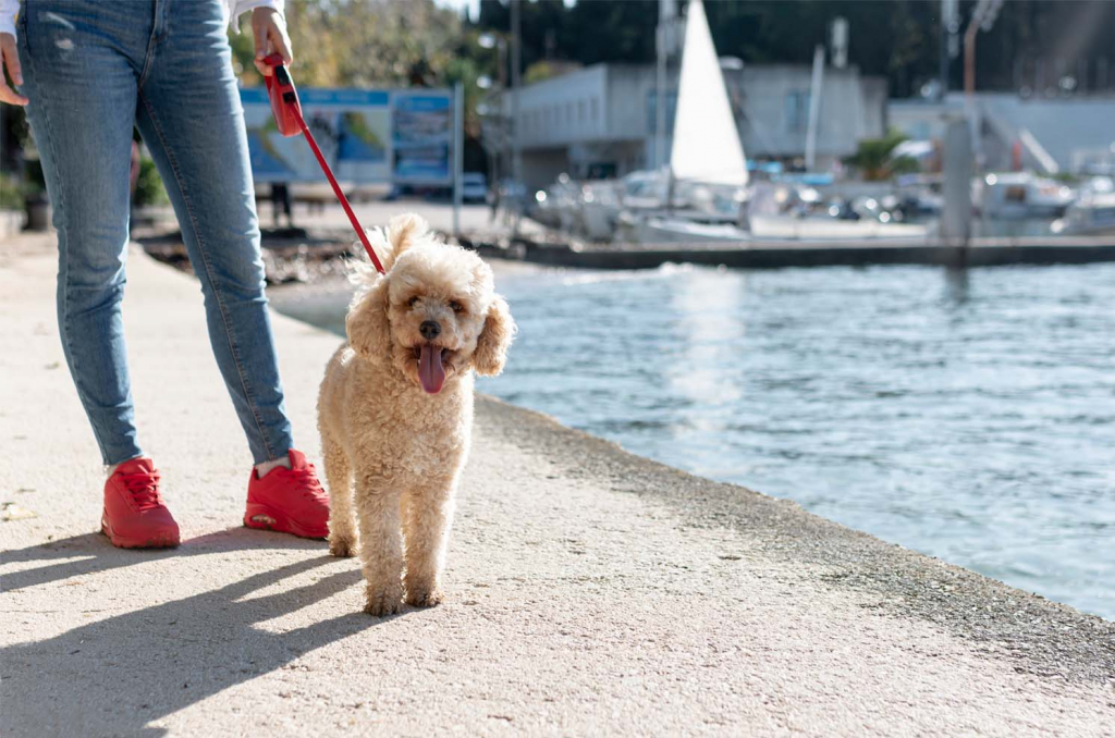 Que faire avec son chien à Marseille