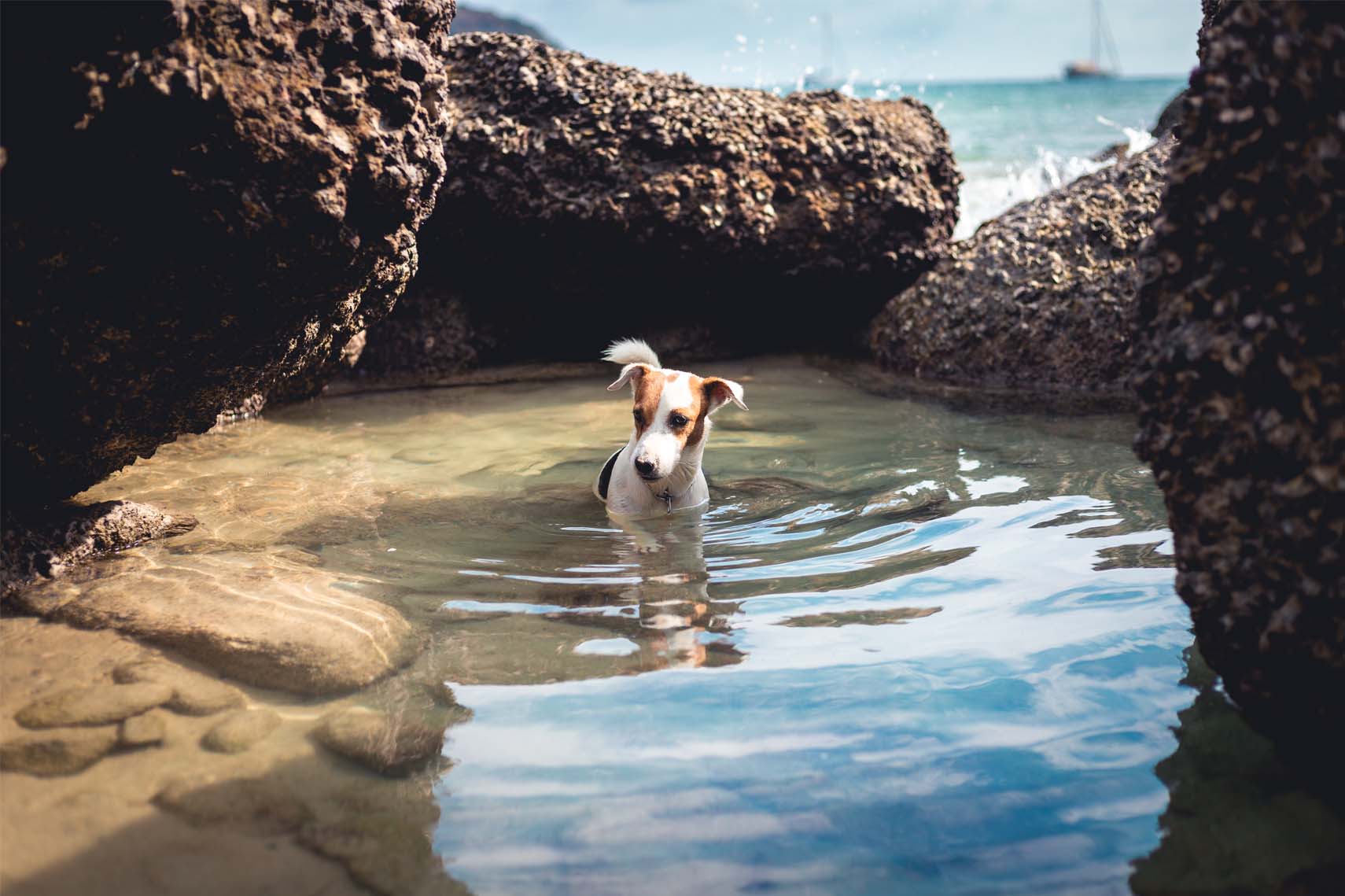 Les meilleurs spots insolites en bords de mer avec son chien